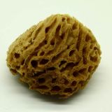 Natural Art Sponge – Honeycomb