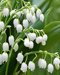 Fragrance Oil – Lily Of The Valley