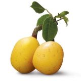 Marula fragrance oil