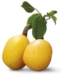 Fragrance Oil – Marula