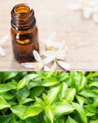 Fragrance Oil – Neroli