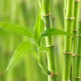 bamboo fragrance