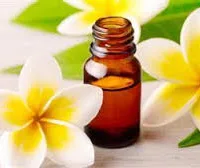 Fragrance Oil – Frangipangi