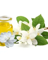 Fragrance Oil – Jasmine