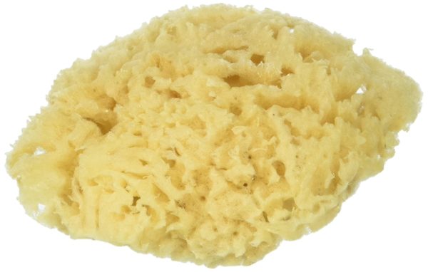 Coarse natural sponge