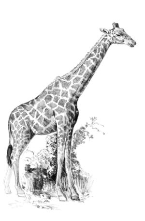 Giraffe sketching made easy