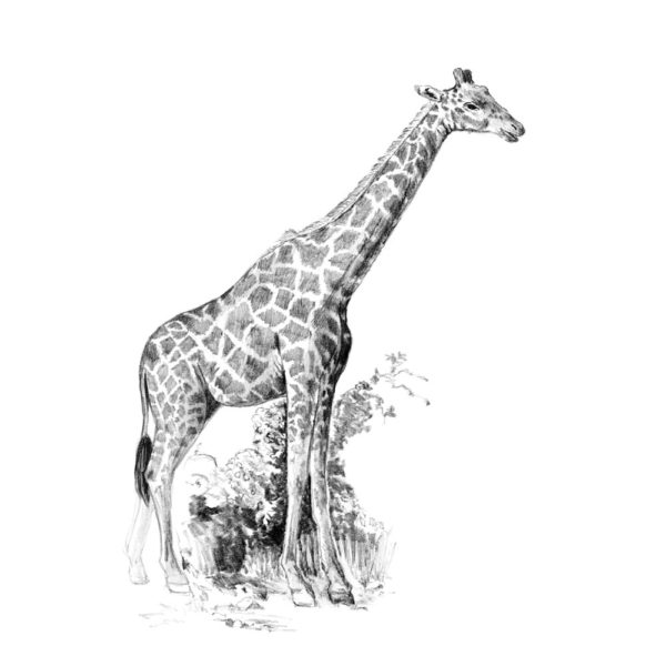 Giraffe sketching made easy