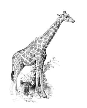 Giraffe – Sketching Made Easy