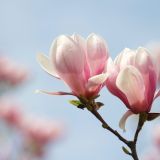 Fragrance Oil Magnolia