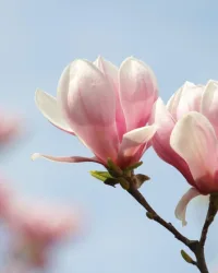 Fragrance Oil – Magnolia