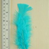 Aqua Feather