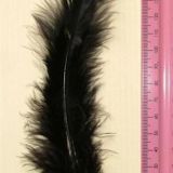 Black Feather