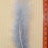 Turkey Feathers – 10 Piece