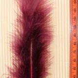 Plum Feather