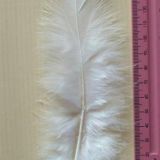 White Feather