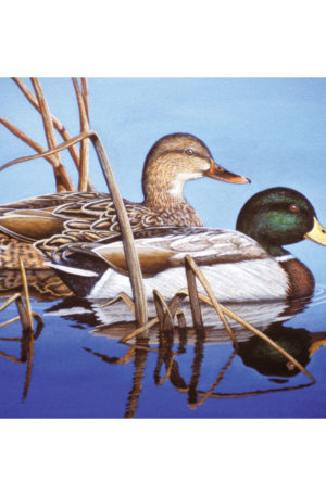 Blue Water Mallards paint by numbers
