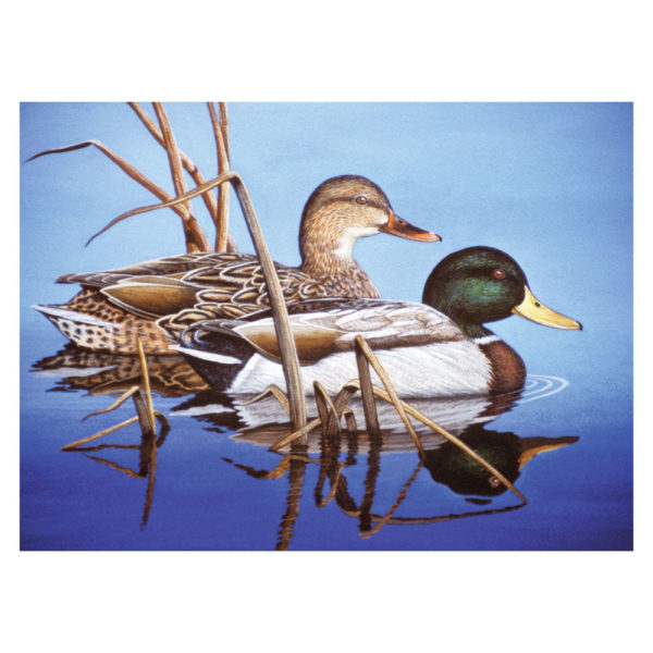 Blue Water Mallards paint by numbers