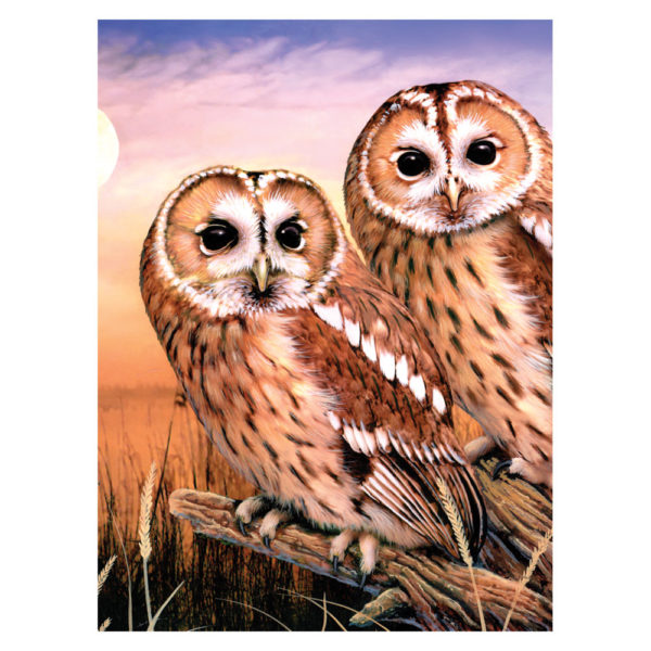 Tawny Owls paint by numbers