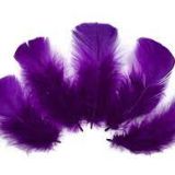 Purple turkey feathers