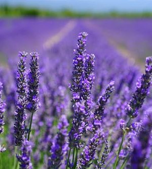 Lavender field fragrance oil