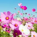 Wild cosmos fragrance oil