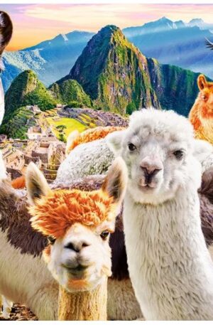 Llama's selfie