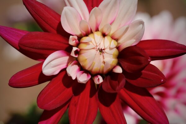 picture of dahlia flower
