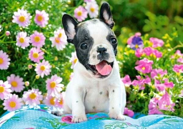 French Bulldog Pup 500 Piece Puzzle Image