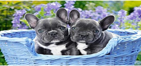 French Bulldog Puppies 1000 Piece Puzzle Image