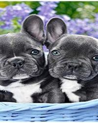 French Bulldog Puppies – 1000 Piece Puzzle