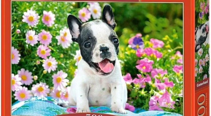 French bulldog Castorland puzzle