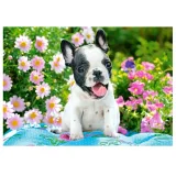 French bulldog image