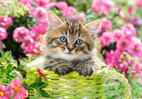 Kitten in Flower 500 Piece Puzzle image