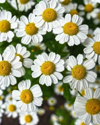 Fragrance Oil – Chamomile