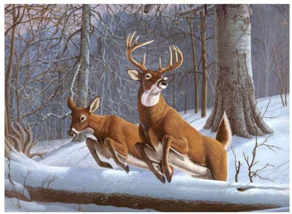 Large White Tails Paint by Number Image