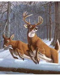 Large White Tails – Paint by Numbers