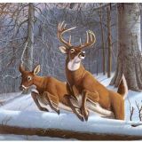 Large White Tails Paint by Number Image