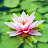 Seagrass & Lotus Fragrance Oil