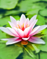 Fragrance Oil – Seagrass & Lotus