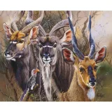 Bushveld Splendour – 1500pce RGS Puzzle