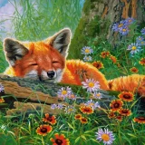 Puzzle - Foxy Dreams (500pce)