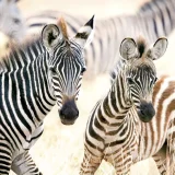 Puzzle - Young Zebras (1000pce)