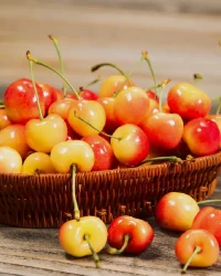 Fragrance Oil – Royal Ann Cherries