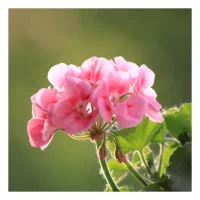 Essential Oil – Rose Geranium