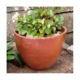 Colour Transition Paint - Fuchsia to Gold